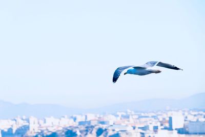 Close-up of bird flying over city against clear sky