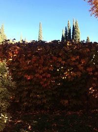 Trees and plants against sky