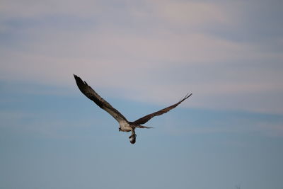 Birds Of EyeEm 