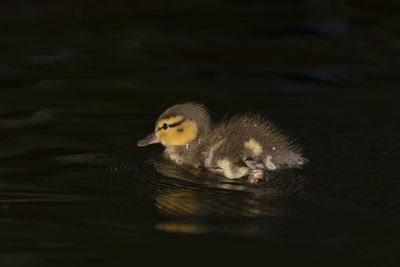 Close-up of a duck swimming in lake