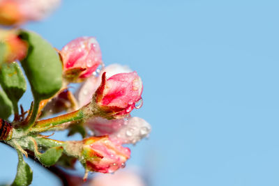 Close-up of red flowering plant against clear blue sky