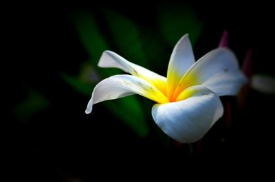 Close-up of frangipani blooming outdoors