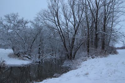 Bare trees on snow covered landscape