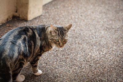 Cat looking away