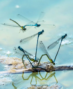 Close-up of damselfly on stem