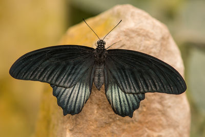 Close-up of butterfly perching on leaf