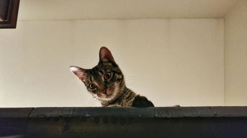 Close-up portrait of cat