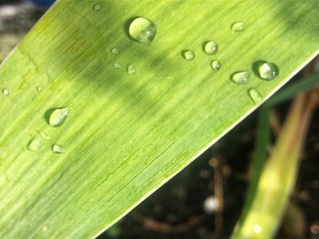 Close-up of wet leaf