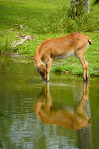 Deer in lake