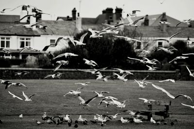 Flock of birds