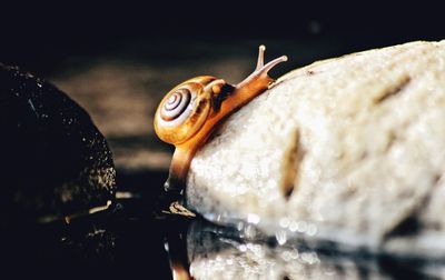 Close-up of snail