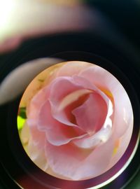 Close-up of pink flower