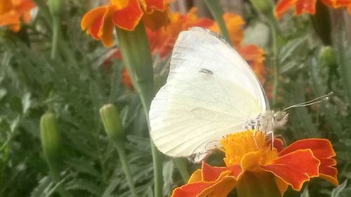 Close-up of insect on marigold blooming outdoors
