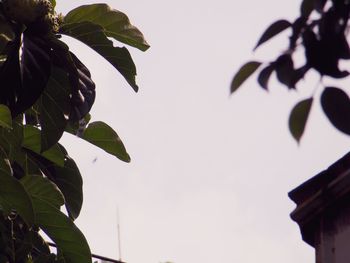 Low angle view of leaves against sky