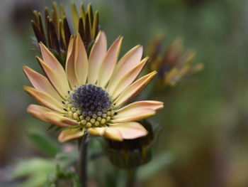 Close-up of flower against blurred background