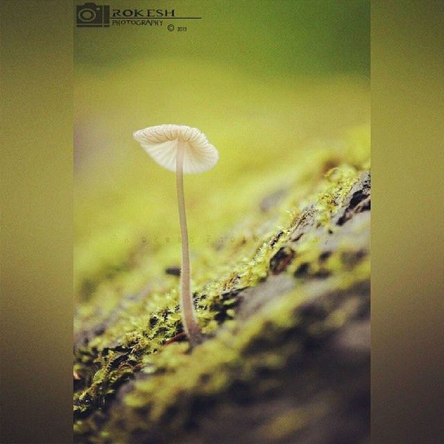 growth, plant, nature, close-up, flower, stem, field, fragility, freshness, selective focus, focus on foreground, beauty in nature, green color, no people, day, growing, leaf, outdoors, yellow, dandelion