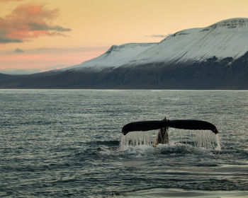 Magical evening wild humpback whale in iceland
