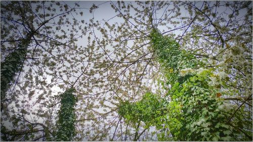 Low angle view of trees