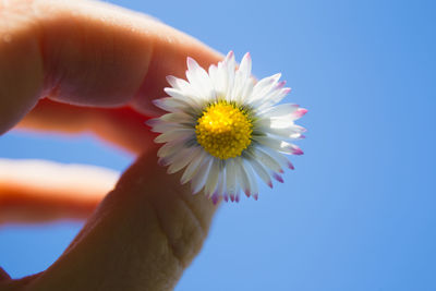 Close-up of hand holding white flower against blue sky