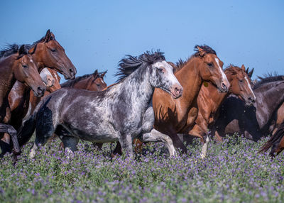 Horses on field