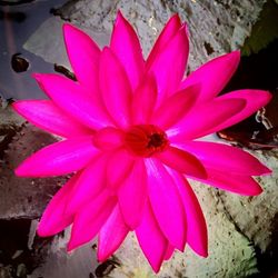 Close-up of pink flower