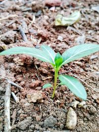 Close-up of plant growing on field