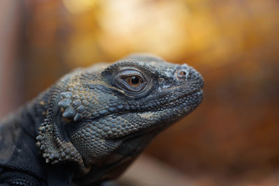 Close-up of iguana