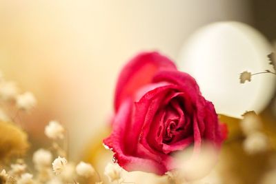 Close-up of flower against blurred background