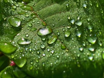 Close-up of raindrops on leaves