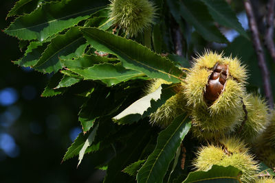 Close-up of honey bee on plant