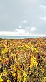 Close-up of plants on beach against sky