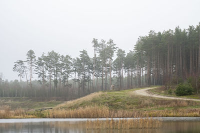 Scenic view of forest against clear sky