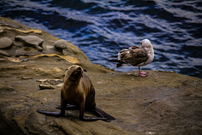 Ducks on rock at shore