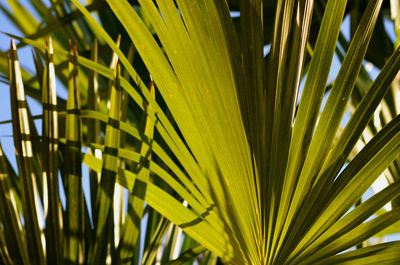 Close-up of palm leaf