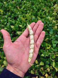 Cropped hand holding plant pod over leaves