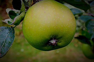 Close-up of fruits hanging on tree