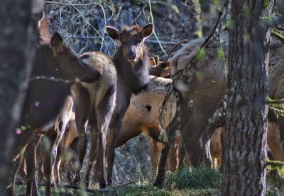 Herd of elk in field