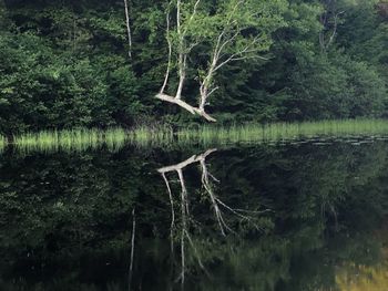 Reflection of trees in water