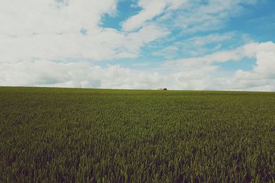 Scenic view of agricultural field against cloudy sky