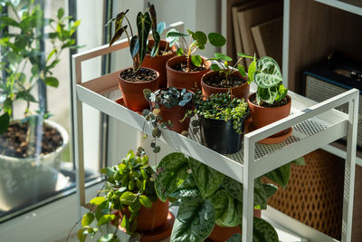 Close-up of potted plants