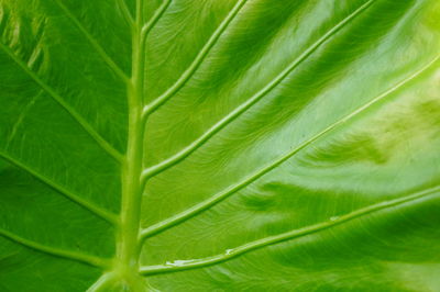 Full frame shot of green leaves