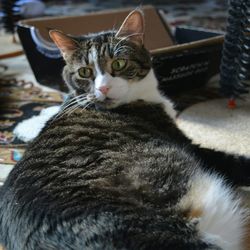 Close-up portrait of cat