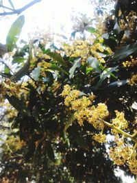 Close-up of leaves on tree