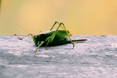 Close-up of grasshopper