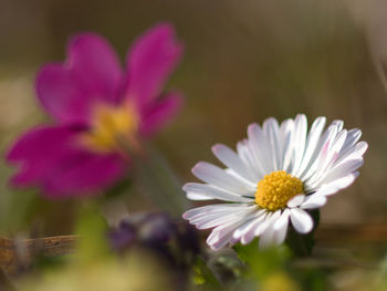 Close-up of white flowering plant
