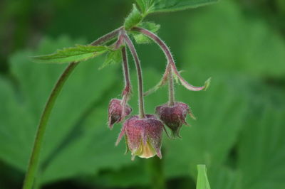 Close-up of wilted flower