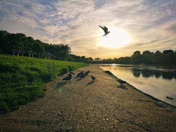 Birds flying over the lake