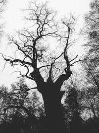 Low angle view of bare trees against sky
