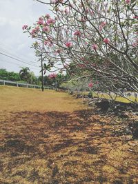 Scenic view of flowering plants on field