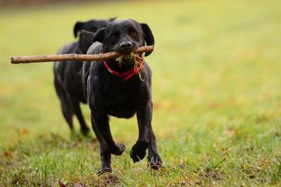 Black dogs on field